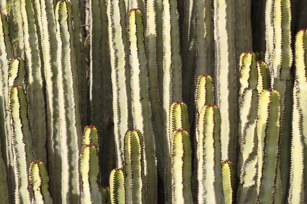 Euphorbia Canariensis Hábitat Natural —  Fotos de Stock