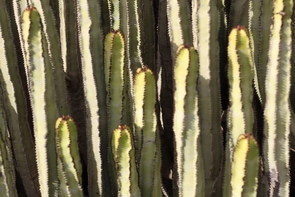 Euphorbia Canariensis Естественной Среде Обитания — стоковое фото