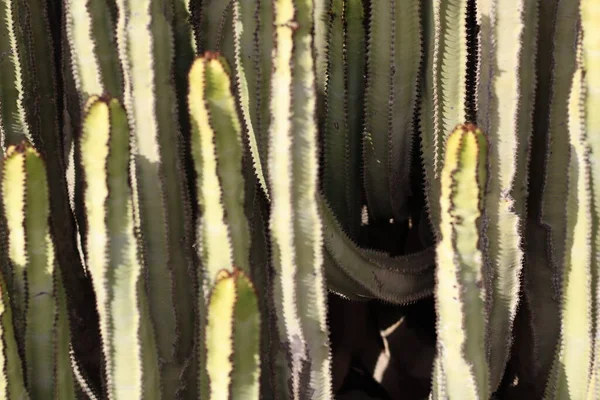 Euphorbia Canariensis Hábitat Natural — Foto de Stock