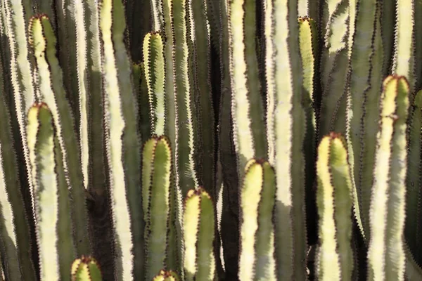 Euforbia Canariensis Svém Přirozeném Prostředí — Stock fotografie