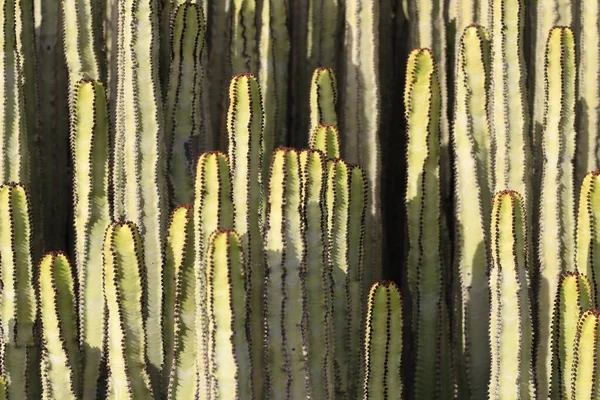 Euphorbia Canariensis Zijn Natuurlijke Habitat — Stockfoto