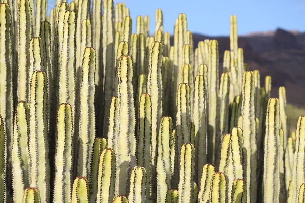 Euphorbia Canariensis Hábitat Natural —  Fotos de Stock