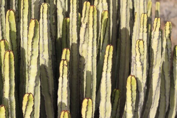 Euphorbia Canariensis Its Natural Habitat — Stock Photo, Image