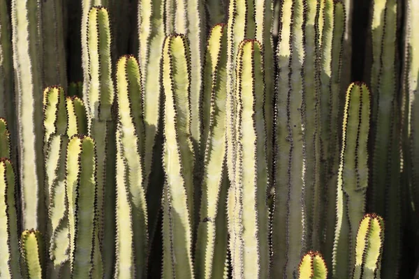 Euphorbia Canariensis Hábitat Natural —  Fotos de Stock