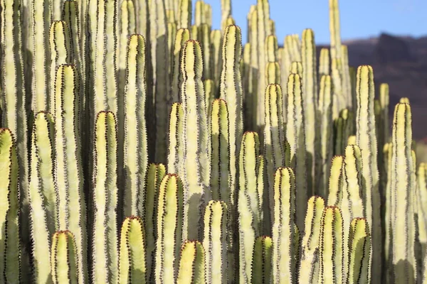 Euphorbia Canariensis Sin Naturliga Livsmiljö — Stockfoto