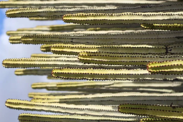 Euphorbia Canariensis Its Natural Habitat — Stock Photo, Image