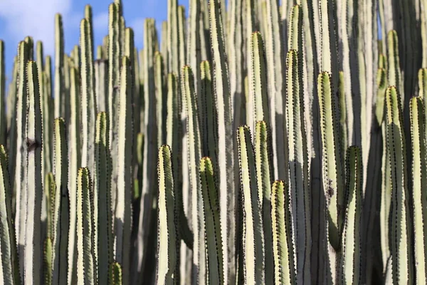 Euphorbia Canariensis Seu Habitat Natural — Fotografia de Stock