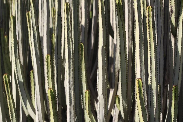 Euphorbia Canariensis Естественной Среде Обитания — стоковое фото