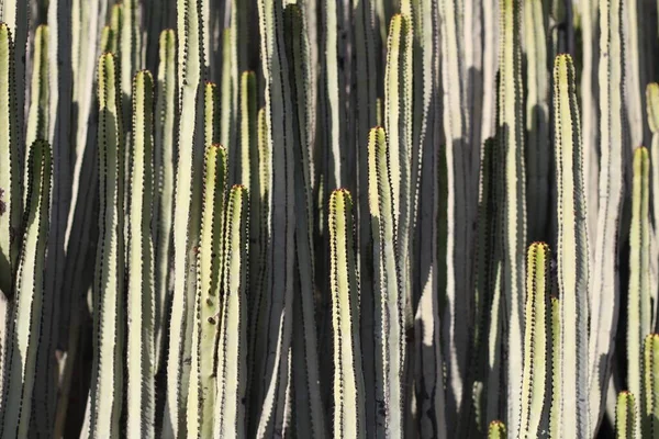 Euphorbia Canariensis Природному Середовищі Існування — стокове фото