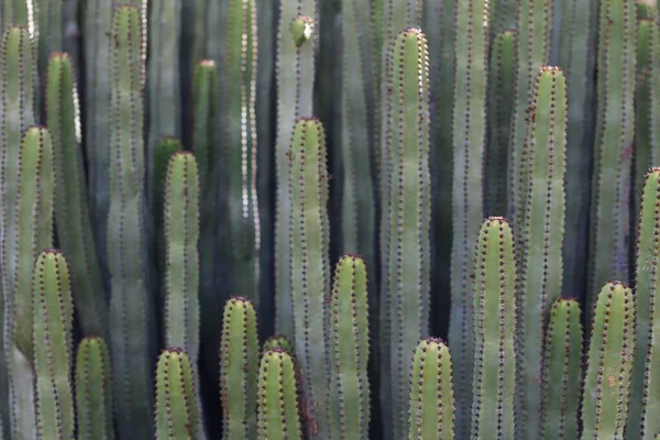 Euphorbia Canariensis Zijn Natuurlijke Habitat — Stockfoto