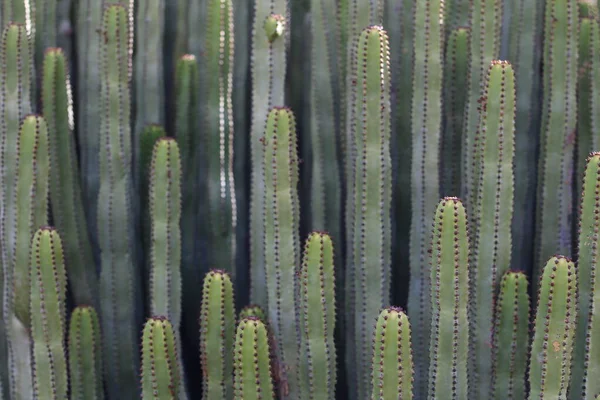 Euphorbia Canariensis Swoim Naturalnym Środowisku — Zdjęcie stockowe