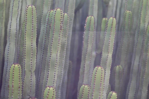 Euforbia Canariensis Svém Přirozeném Prostředí — Stock fotografie