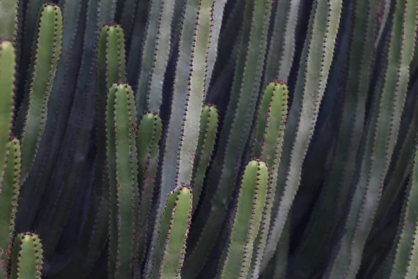 Euphorbia Canariensis Ihrem Natürlichen Lebensraum — Stockfoto