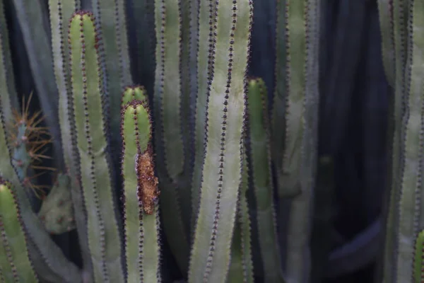 Euphorbia Canariensis Hábitat Natural — Foto de Stock