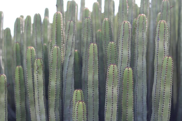 Euphorbia Canariensis Its Natural Habitat — Stock Photo, Image