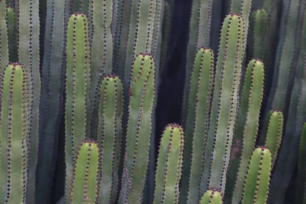 Euphorbia Canariensis Естественной Среде Обитания — стоковое фото