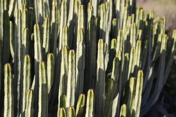 Euphorbia Canariensis Its Natural Habitat — Stock Photo, Image