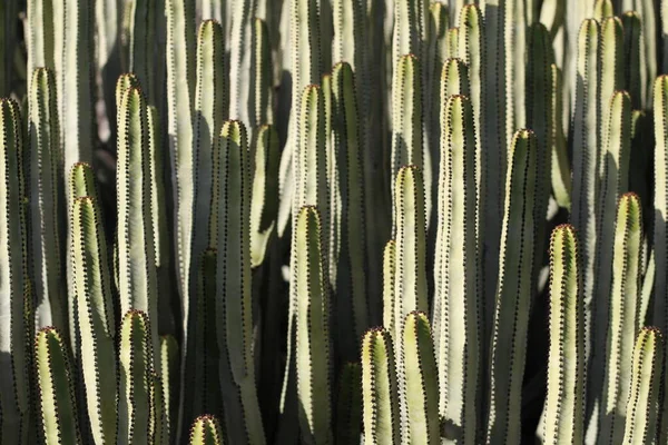 Euphorbia Canariensis Hábitat Natural —  Fotos de Stock