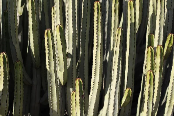 Euphorbia Canariensis Hábitat Natural —  Fotos de Stock