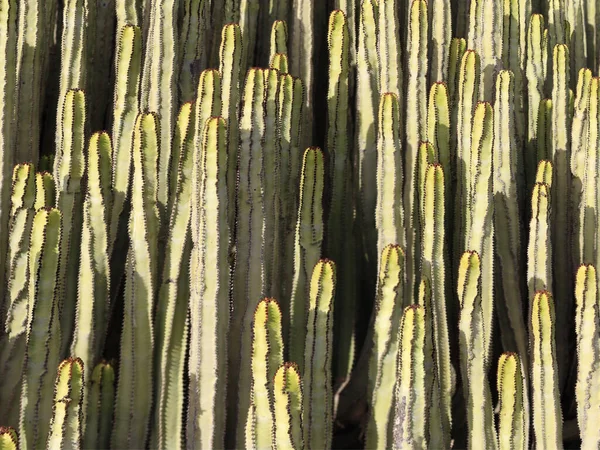 Euphorbia Canariensis Swoim Naturalnym Środowisku — Zdjęcie stockowe