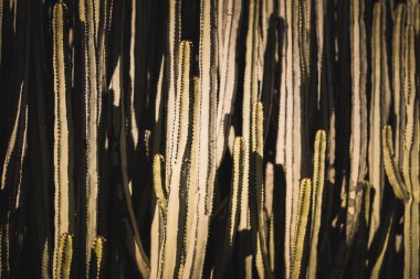 Doğal ortamında öforbi kanaryası.