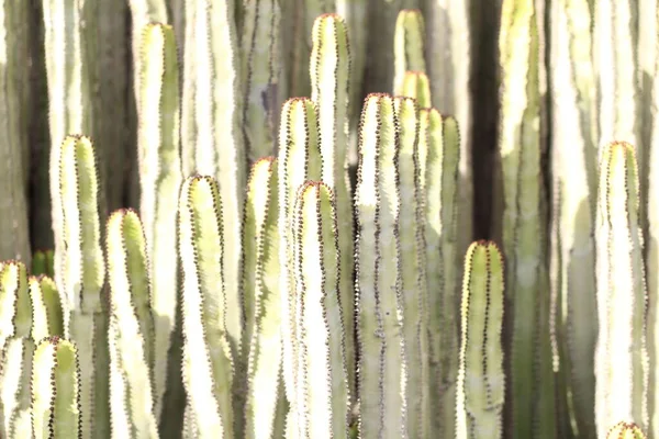 Euforbia Canariensis Svém Přirozeném Prostředí — Stock fotografie