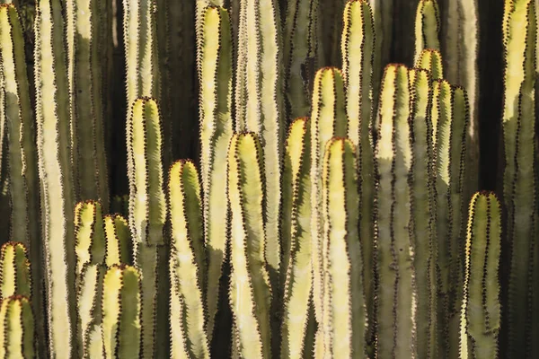 Euphorbia Canariensis Nel Suo Habitat Naturale — Foto Stock