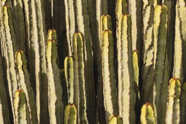 Euphorbia Canariensis Swoim Naturalnym Środowisku — Zdjęcie stockowe