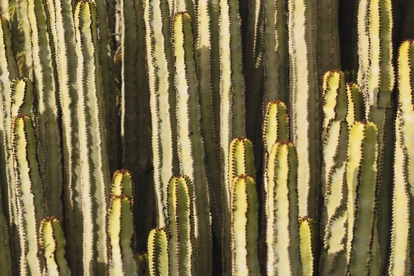 Euphorbia Canariensis Hábitat Natural — Foto de Stock