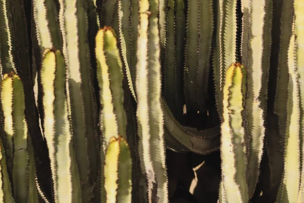 Euphorbia Canariensis Zijn Natuurlijke Habitat — Stockfoto