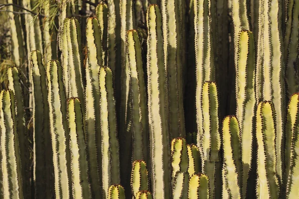 Euphorbia Canariensis Swoim Naturalnym Środowisku — Zdjęcie stockowe