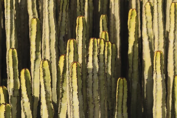 Euforbia Canariensis Svém Přirozeném Prostředí — Stock fotografie