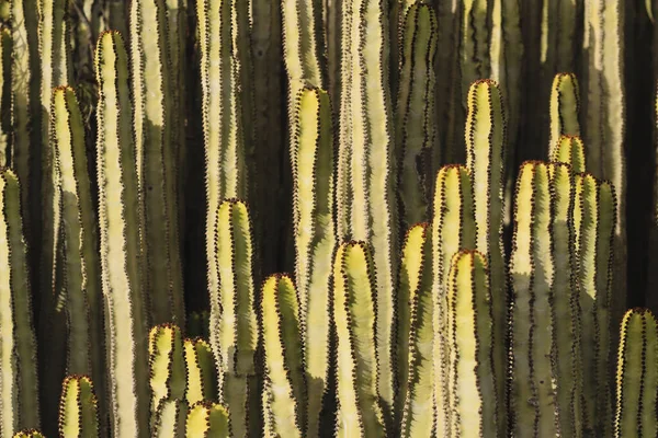 Euphorbia Canariensis Természetes Élőhelyén — Stock Fotó