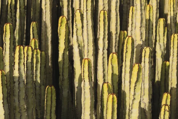 Euphorbia Canariensis Hábitat Natural — Foto de Stock