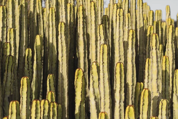 Euphorbia Canariensis Swoim Naturalnym Środowisku — Zdjęcie stockowe