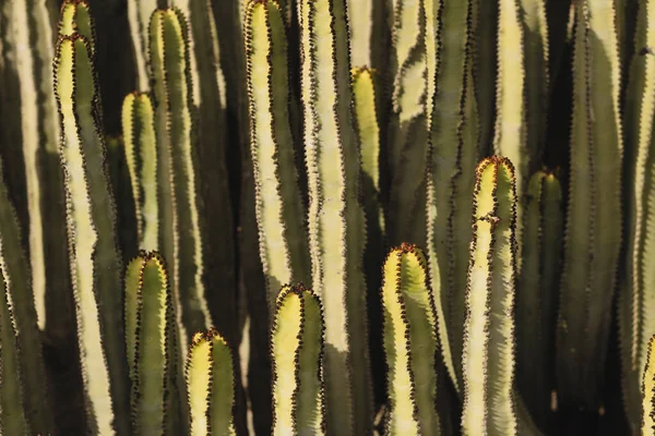 Euphorbia Canariensis Swoim Naturalnym Środowisku — Zdjęcie stockowe