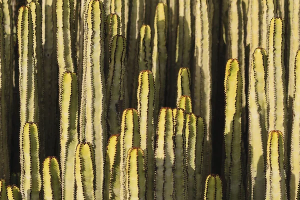 Euphorbia Canariensis Nel Suo Habitat Naturale — Foto Stock