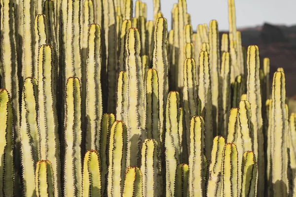 Euphorbia Canariensis Hábitat Natural —  Fotos de Stock