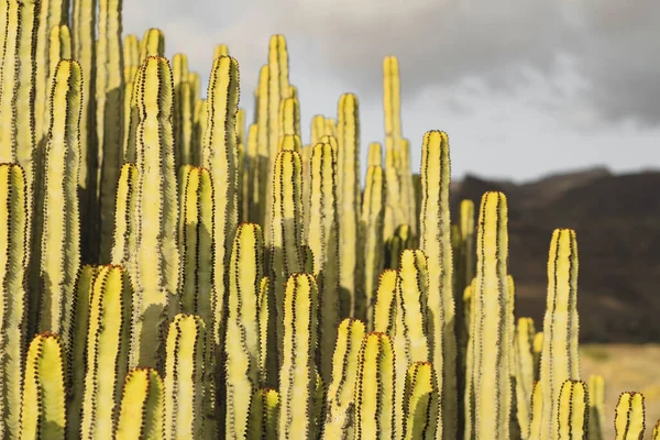 Euphorbia Canariensis Sin Naturliga Livsmiljö — Stockfoto