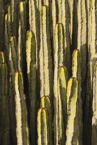 Euphorbia Canariensis Природному Середовищі Існування — стокове фото