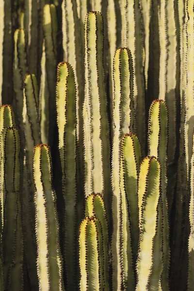 Euphorbia Canariensis Zijn Natuurlijke Habitat — Stockfoto