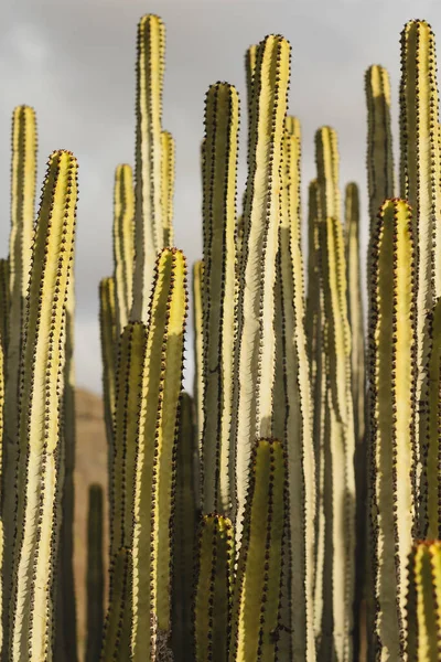 Euphorbia Canariensis Естественной Среде Обитания — стоковое фото