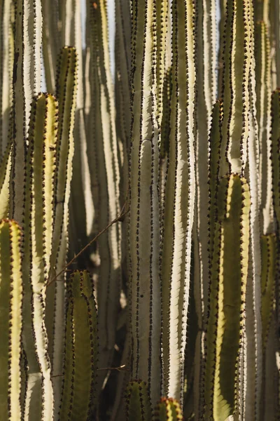 Euphorbia Canariensis Hábitat Natural — Foto de Stock