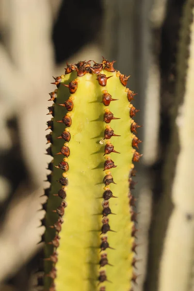 Euphorbia Canariensis Sit Naturlige Habitat - Stock-foto