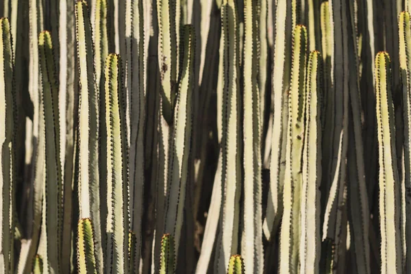 Euphorbia Canariensis Природному Середовищі Існування — стокове фото