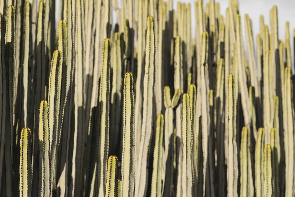 Euphorbia Canariensis Στο Φυσικό Της Περιβάλλον — Φωτογραφία Αρχείου