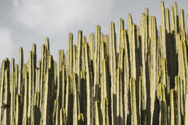 Euphorbia Canariensis Ihrem Natürlichen Lebensraum — Stockfoto