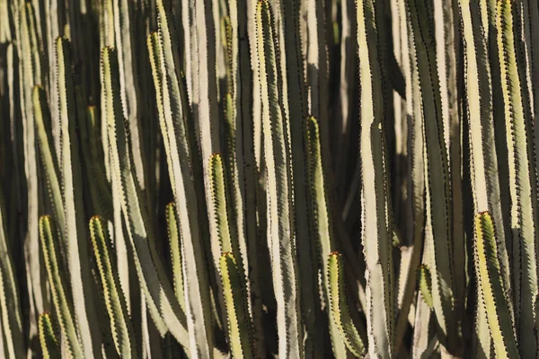 Euphorbia Canariensis Természetes Élőhelyén — Stock Fotó