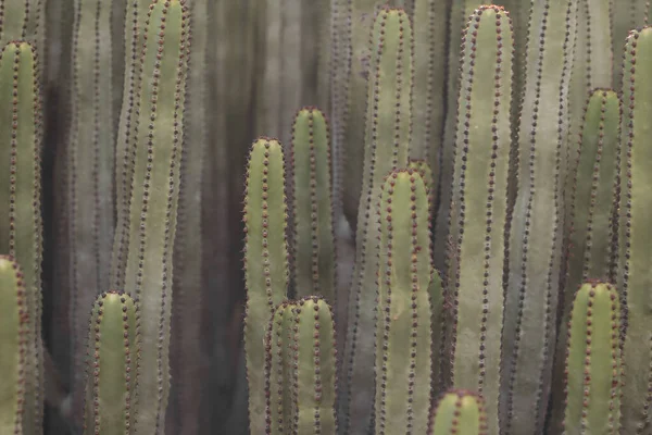 Euphorbia Canariensis Dans Son Habitat Naturel — Photo