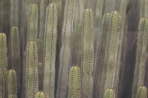 Euphorbia Canariensis Swoim Naturalnym Środowisku — Zdjęcie stockowe